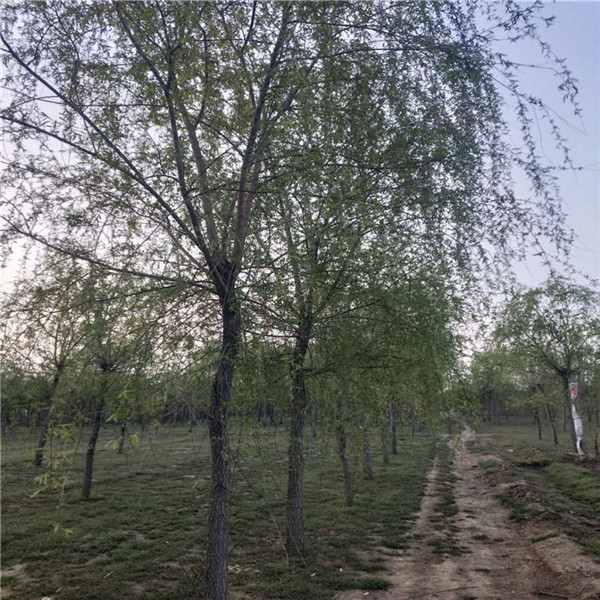 垂柳6月份可以種植嗎？