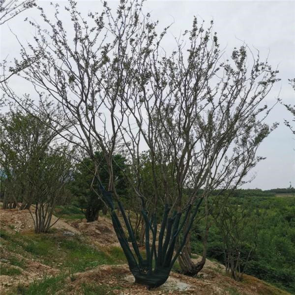 叢生樸樹和樸樹有什么區(qū)別?