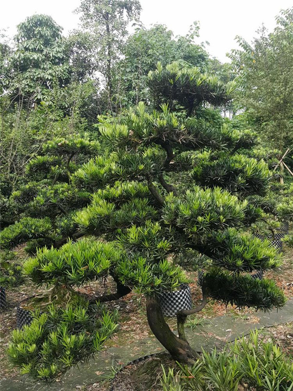 深根喬木和淺根喬木的區別是什么?