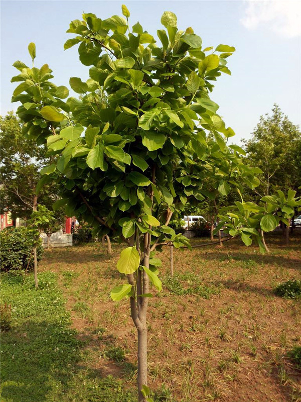 菩提樹(shù)基地實(shí)拍圖