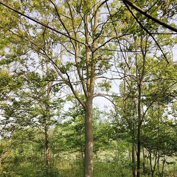 15公分烏桕樹(shù)圖片
