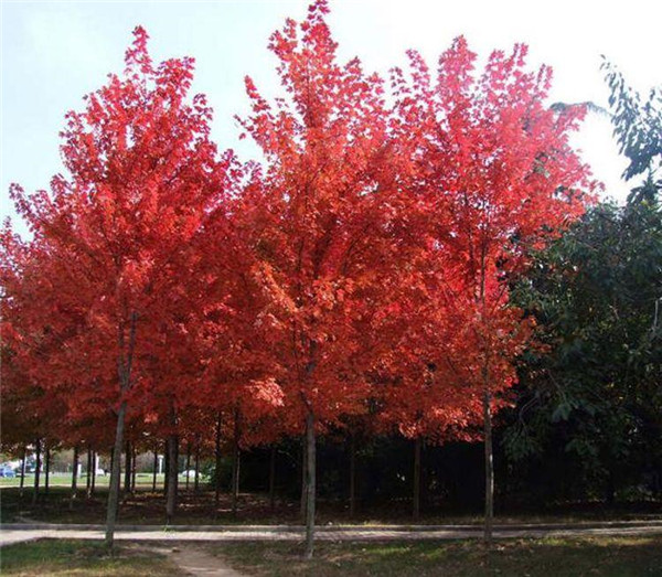 5公分中國紅楓市場報價多少?